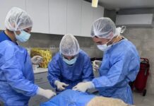 Deneyden Kurtarılan Domuzların Kısırlaştırma Operasyonu Gerçekleştirildi.