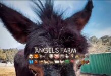 Nuh’un Gemisi Angels Farm !