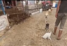 Felçli Koyunumuz Yürüyor !