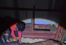 Ayağı kırık Yılkı Atı Korumamız Altında !