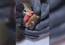 Tür Ayrımı Yapmayan Tek Adres Angels Farm !