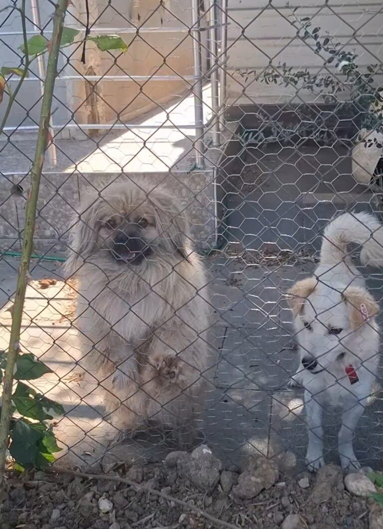 Ömürlük Yuva Arayan Pati Canlarımız 🐾